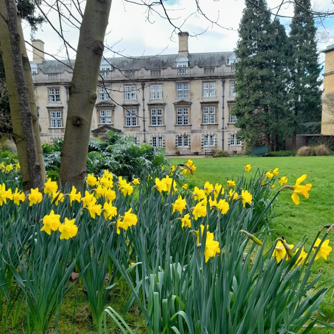 Daffodils in the Fellows' Garden